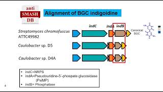 Promiscuity of the enzyme tautomerase in the biosynthesis of natural  Luis Ruiz Rios  LA 2022 [upl. by Notaes]