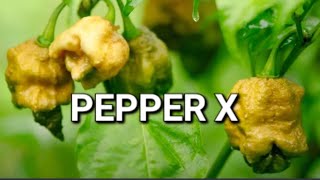 PEPPER X WORLDS HOTTEST PEPPER [upl. by Grigson]