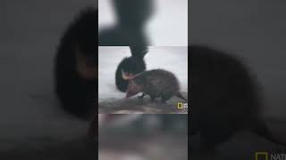 ¡La Comadreja vs El Zorrino La Pelea Épica en la Nieve [upl. by Kerianne]