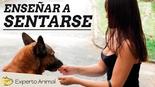 Cómo enseñar a un perro a sentarse  MUY FÁCIL [upl. by Gausman114]