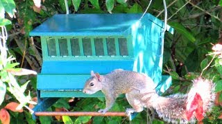 Squirrel Proof Bird Feeder with a Slinky Squirrel and Dove dinner [upl. by Melac]