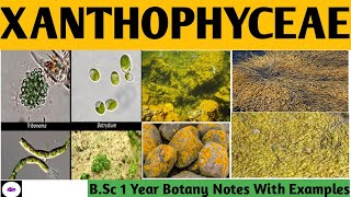 XANTHOPHYCEAE YELLOW GREEN ALGAE  CLASSIFICATION OF ALGAE  Bsc Botany Notes  ZBC [upl. by Mahmud429]