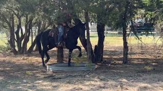 Lindon  15 Year Old Grade Gelding [upl. by Vey52]