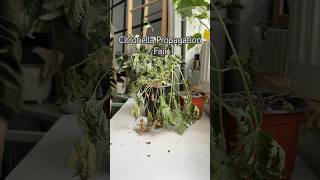 Citronella Fail shorts plants gardening garden indoorplants indoorplants propagation [upl. by Ellerad]