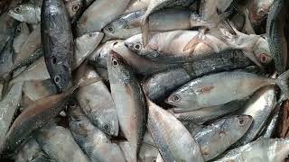 সাগরের সুস্বাদু মাছ  Delicious sea fish seafish seafood delicious fish fishing fishmarket [upl. by Asylem287]