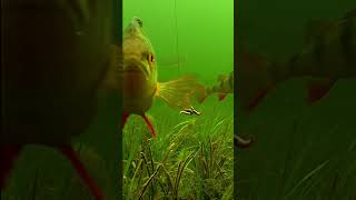 How to water fishingfishing fish ikan satisfying carpfishing short video [upl. by Keller]