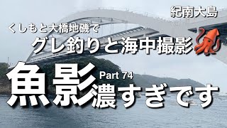 【釣りチャンネル】ここは“魚影濃すぎです“ 🐟😄🐟 Part 74 🌈 和歌山 串本大橋紀南大島 [upl. by Sacttler678]