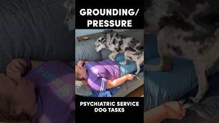 Psychiatric Service Dog Tasks Grounding and Pressure Therapy servicedogtraining [upl. by Bonner958]