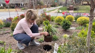 Ever White Agapanthus Planting Hack with Linda Vater 🌿💡 [upl. by Braunstein240]