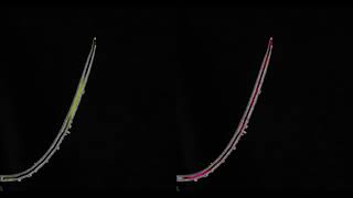 Oscillatory Movement during the Gravitropism of Wheat Coleoptile [upl. by Eglanteen]