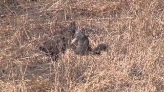 California Ground Squirrel Warning Call [upl. by Cote]