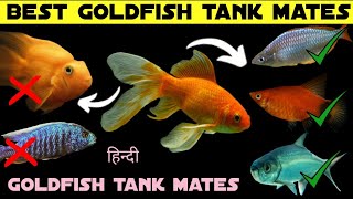 goldfish tank mates goldfish aquarium Hindi [upl. by Eizzik]