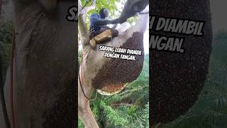 Sarang lebah diambil dengan tangan shortsvideo [upl. by Suzan]