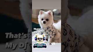 DJ Feli Feli rocking his louisvuitton pomeranian gear poms rap rapper hiphop [upl. by Hpseoj]