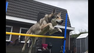 Saarloos Wolfdog agility [upl. by Syd978]