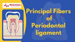 Principal fibers of Periodontal ligament [upl. by Hamilah]