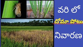 వరి లో దోమా పోటుసుడి దోమ నివారణ  BPH control in rice varilo doma potu vari lo doma Agri mentor [upl. by Eiroc]