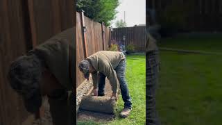 How to repair the dead grass lawnrenovation [upl. by Daugherty]