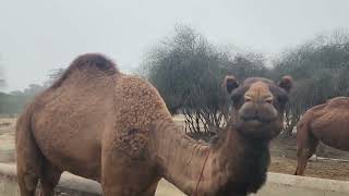 Camel in the Desert beautiful camel camelsofdesert camels [upl. by Brett]