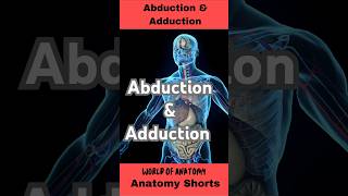 Abduction and Adduction Movements anatomy biology science body shorts [upl. by Enamart]