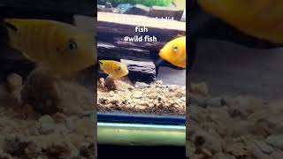 mbunacichlidsmbunafish aquascape viralvideo trending shorts mostpopular reels [upl. by Quartana168]