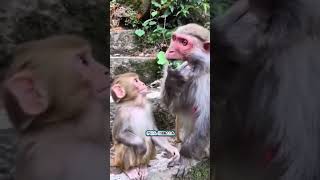 A mother who does not feed her baby Macaca Macaco Macaque Monkey BandarMonkey eating cucumber [upl. by Thia]