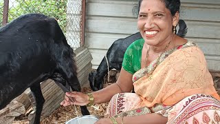 Method prepare for goats milking by hands 😍 [upl. by Aiahc814]