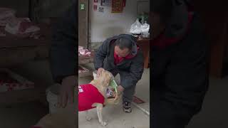 dog ​​bought meat and received dog food as a gift狗狗買肉被贈狗糧，感動了 [upl. by Okihcim]