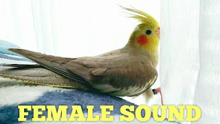 FEMALE COCKATIEL SOUND 🌹 Cockatiel Sounds [upl. by Arras]