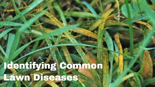 Identifying Common Diseases in Your Lawn [upl. by Hsan]