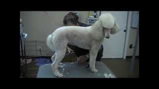 Grooming the Standard Poodle 3 trims [upl. by Loree431]