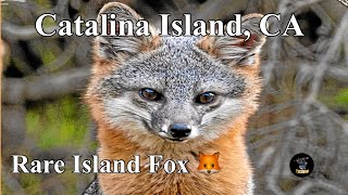 A Closer Look at the Rare and Unique Catalina Island Fox [upl. by Joyce]