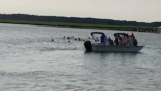 99th Annual Chincoteague Pony Swim  Swim Back  July 26 2024 [upl. by Benkley490]