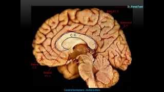 Medial surface of the brain  DrAhmed Farid [upl. by Eiramana]