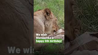 Happy 5th Birthday to Lioness Manuschka Rescued from Circus  FOUR PAWS USA [upl. by Nat]