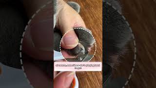 After Getting Scratched for 5 Years THIS Saved My Lifecatsofyoutube catlover catcute petcare [upl. by Vaasta]