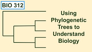 Using phylogenetic trees to understand biology [upl. by Aseiram]