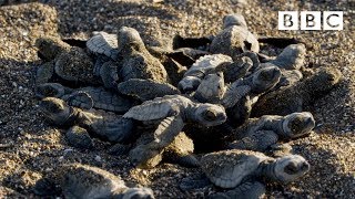 Baby turtles first steps  BBC [upl. by Inanaup]