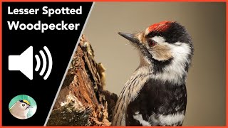 Lesser Spotted Woodpecker  Sounds [upl. by Ynoep]