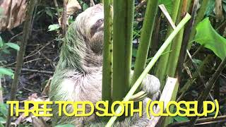 Three Toed Sloths Race to Mate [upl. by Suollecram]