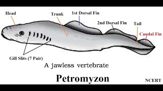 Petromyzon  Cyclostomata  Ammocoete larva  ClassCyclostomata characters and Classification [upl. by Brendon553]