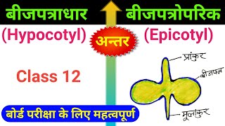 बीजपत्राधार और बीजपत्रोपरिक में अंतर  hypocotyl and epicotyl class 12 in hindi biology ScienceSK [upl. by Hennahane702]