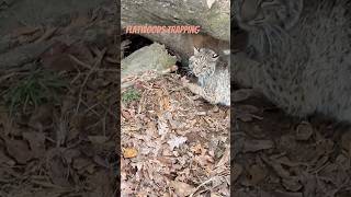 Alabama Angry Bobcat Trapping Big Tom hugebobcat huge bobcat youtubeshorts [upl. by Aipotu154]