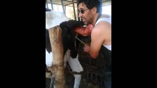 Metritis Treatment in cow by ahmed gheeza علاج التهاب الرحم في الابقار بواسطة احمد [upl. by Langham158]