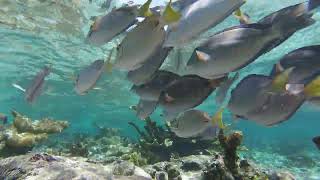 Wildlife at Coral Reef  Greater Antilles Marine Ecoregion [upl. by Ahsinroc588]