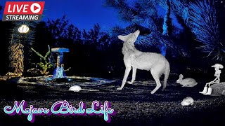 LIVESTREAM 3122024 🌵Desert Ground Cam at Night✨🐺Coyotes Bobcat Kangaroo Rats Mice amp More live [upl. by Ynavoj]