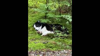 OFF LEASH BORDER COLLIE what Happiness looks like [upl. by Yeldud973]