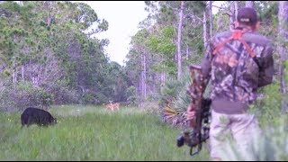 Wild Boar Spot n Stalk With Recurve Crossbow Catch Clean Cook [upl. by Benjie]