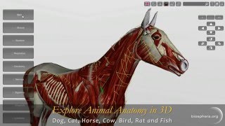 Explore Animal Anatomy in 3D Dog Cat Horse Cow Bird Rat and Fish [upl. by Masson708]