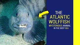 Atlantic wolffish facts intrusting facts about Atlantic wolffish [upl. by Aneres]